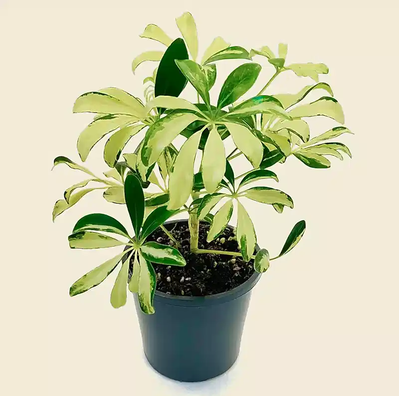 Variegated Umbrella Plant