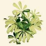 Variegated Umbrella Plant