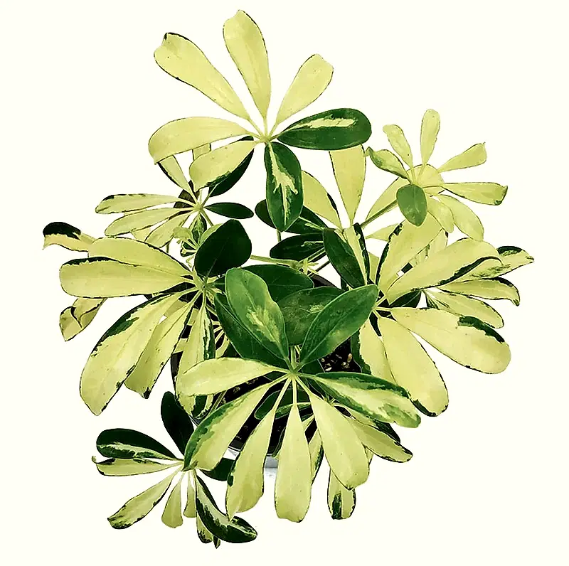 Variegated Umbrella Plant