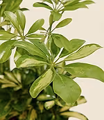 `#detail-photo`