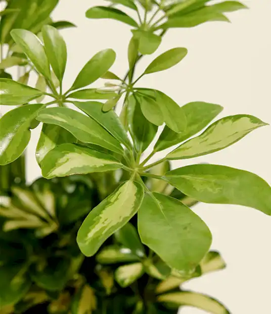 `#detail-photo`