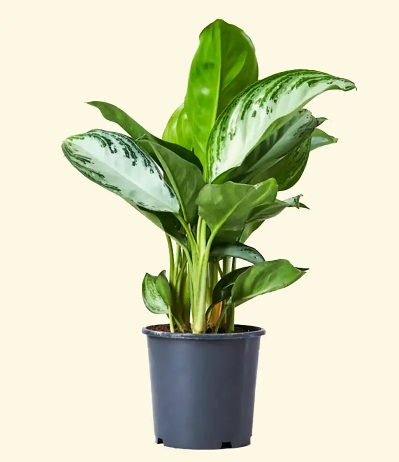 Aglaonema Silver Bay