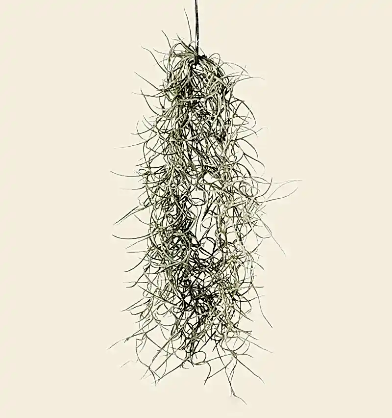 Spanish Moss