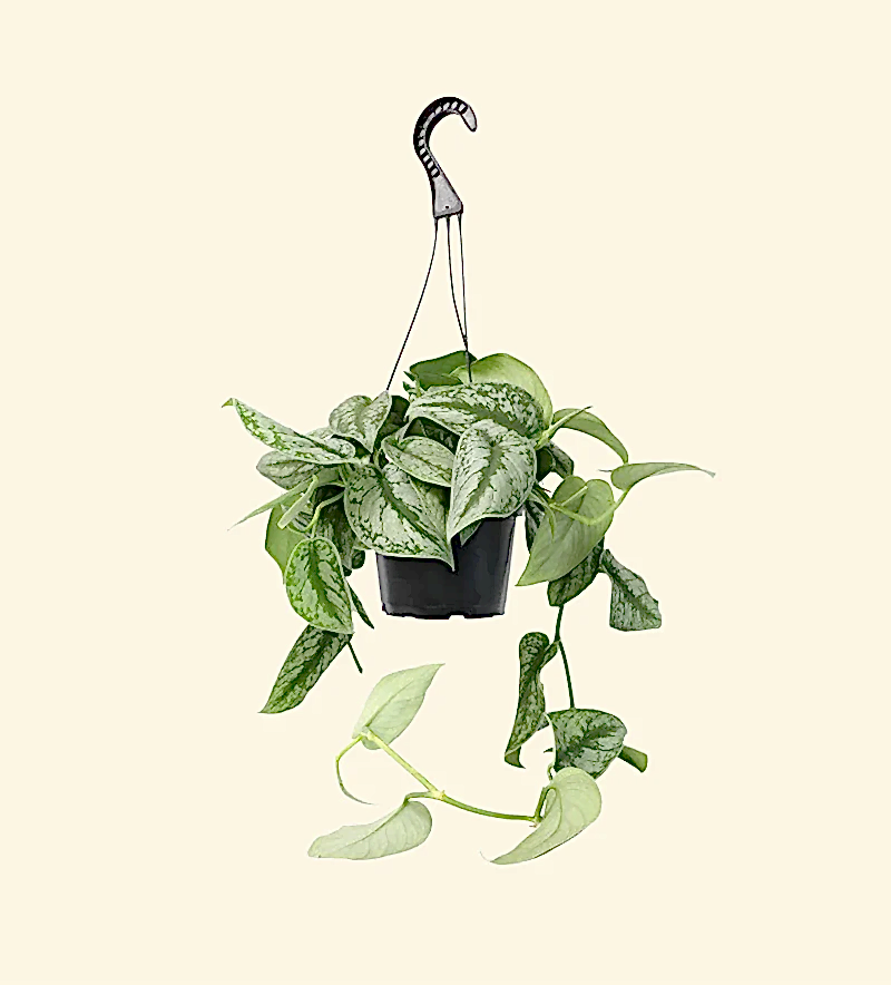 Scindapsus pictus 'Trebie'