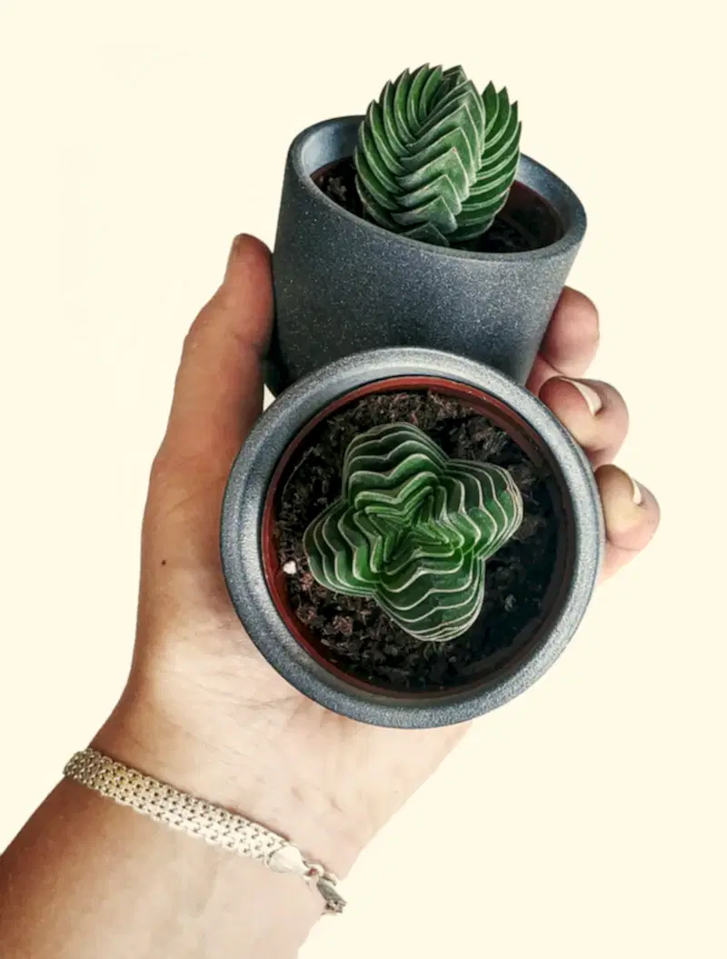 Crassula 'Buddha's Temple'