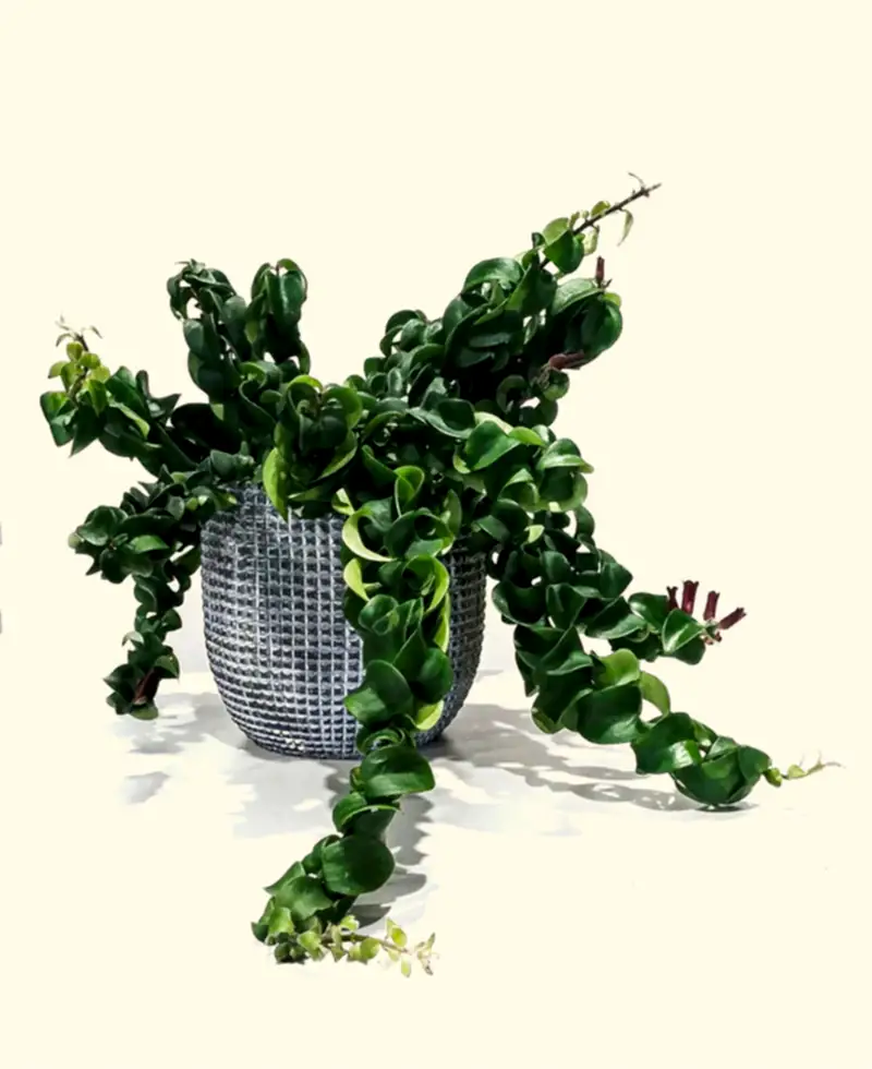 Lipstick Plant