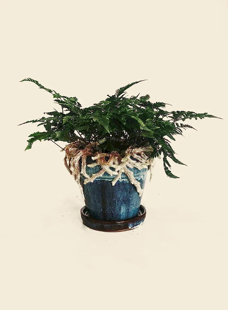 Rabbit's Foot Fern