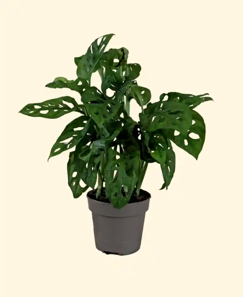 Monstera Monkey Mask