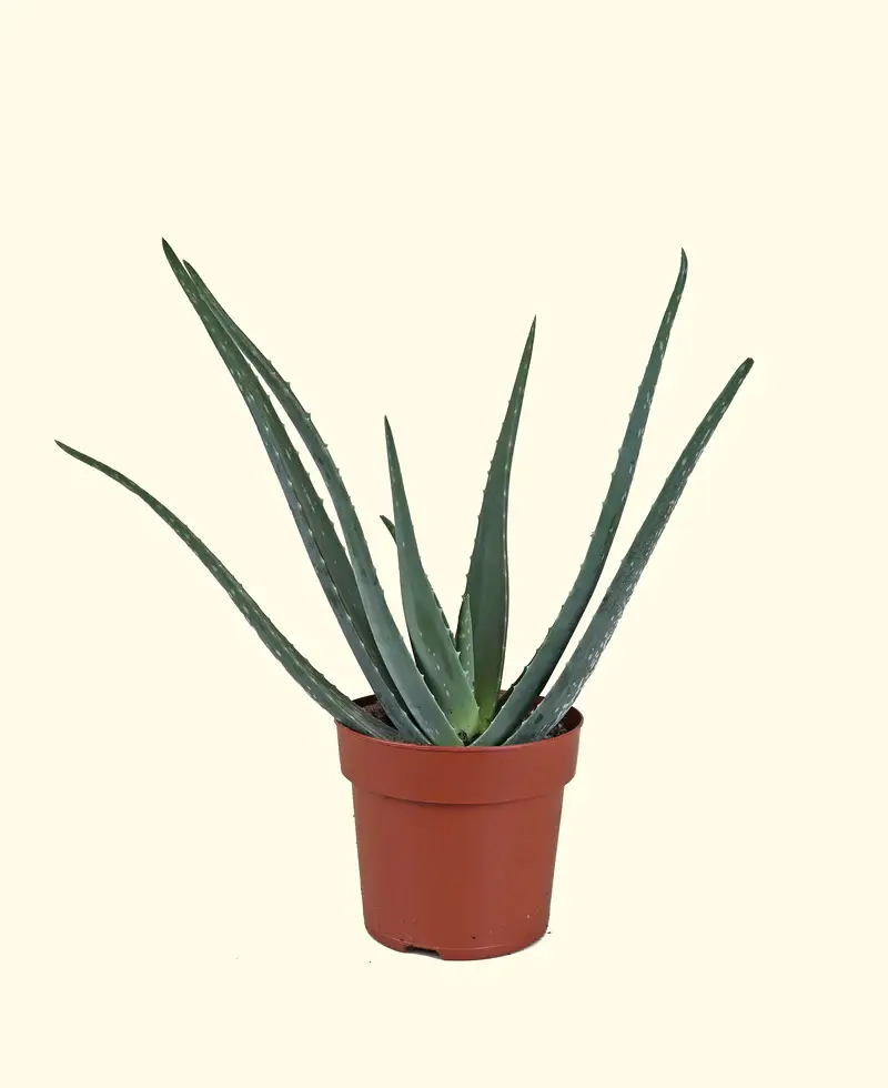 Aloe vera
