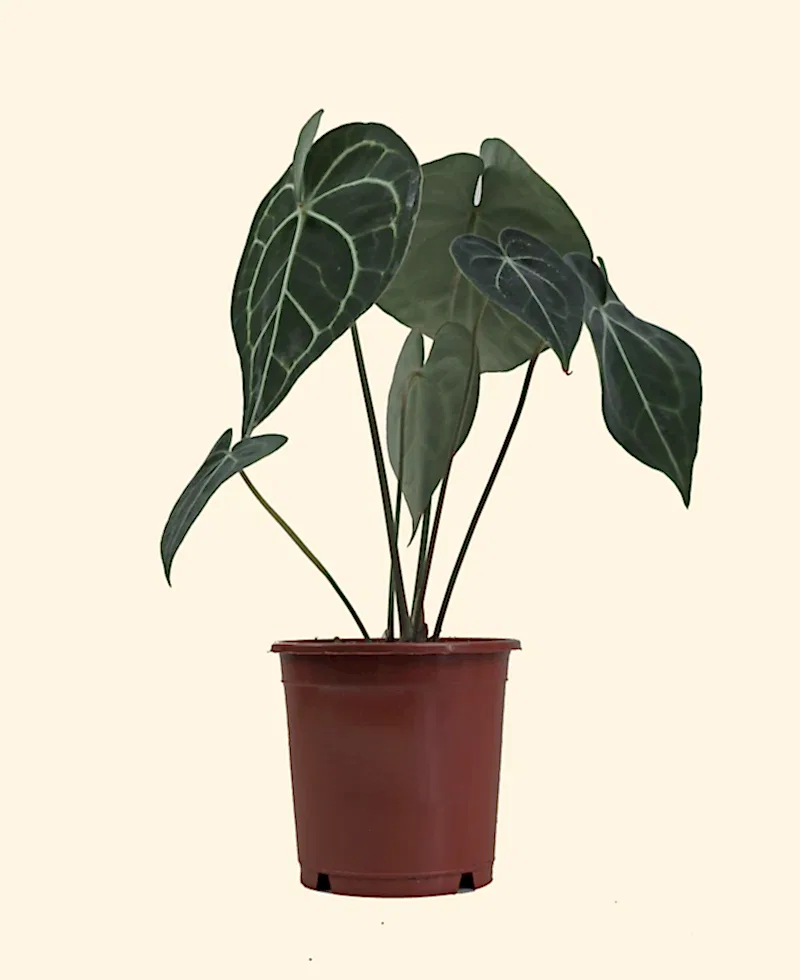 Anthurium Clarinervium