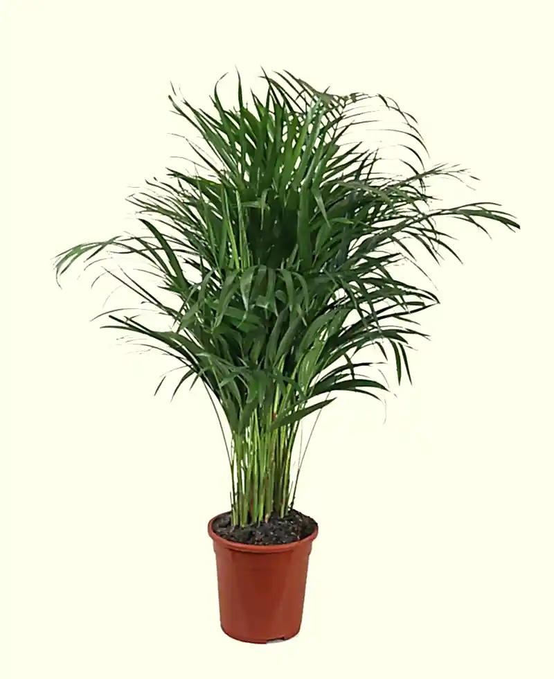 Areca Palm