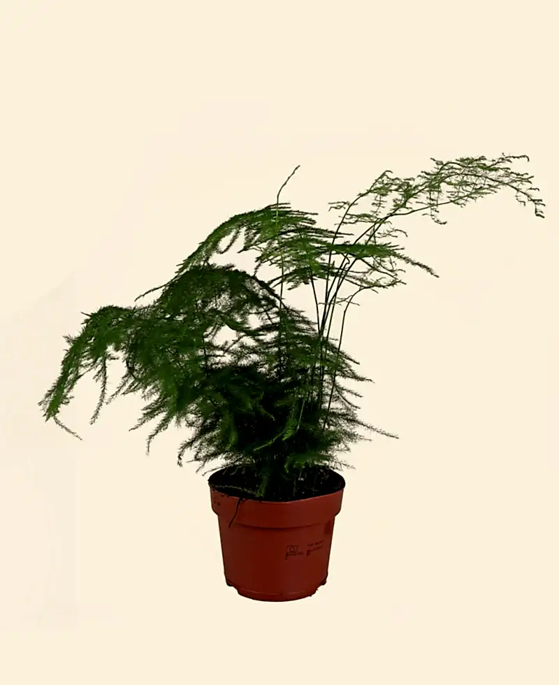 Asparagus Fern