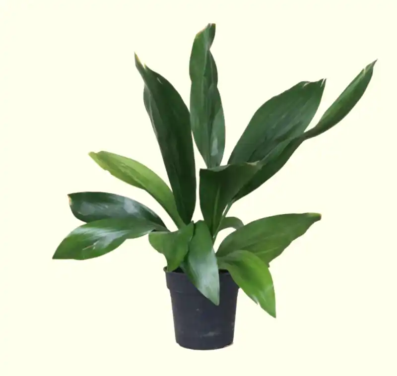 Aspidistra Cast Iron Plant