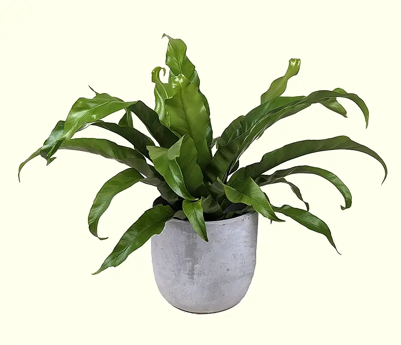 Asplenium nidus ‘Antiquum’