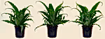 Asplenium nidus ‘Osaka’