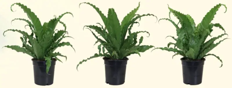 Asplenium nidus ‘Osaka’