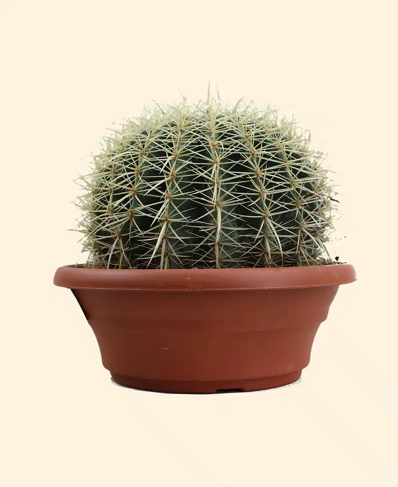 Golden Barrel Cactus