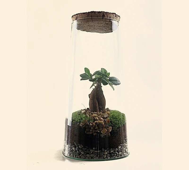 Bonsai Terrarium Tall