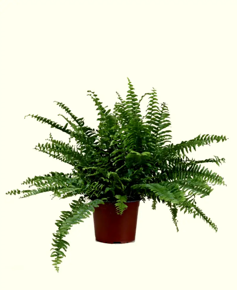 Boston Fern