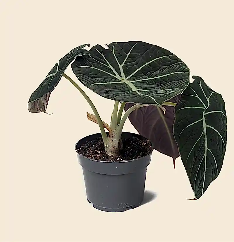 Alocasia Black Velvet