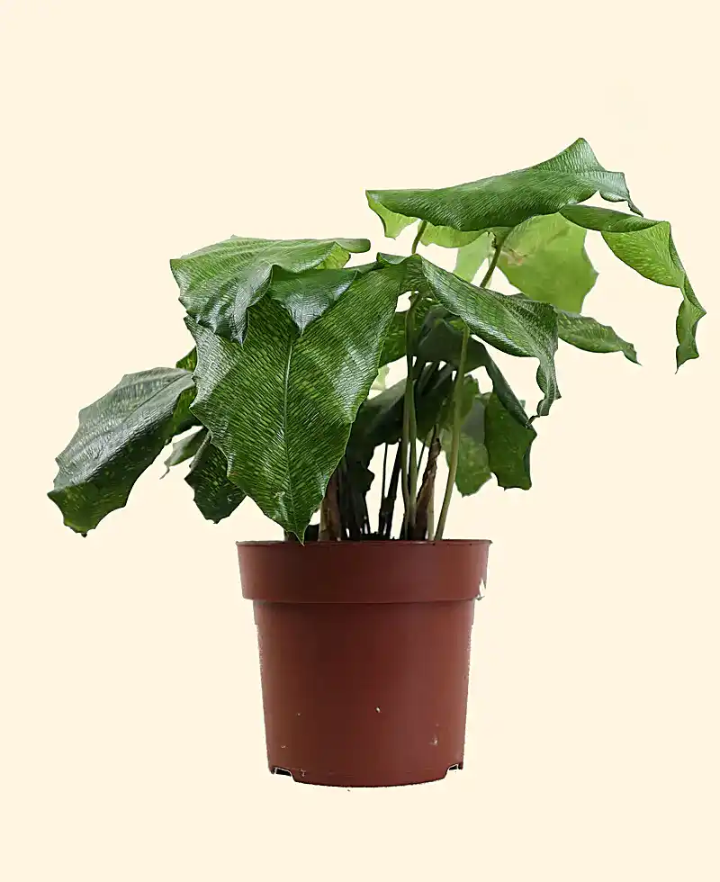 Calathea ‘Network’