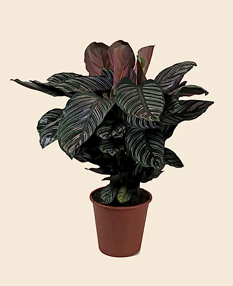 Pinstripe Calathea