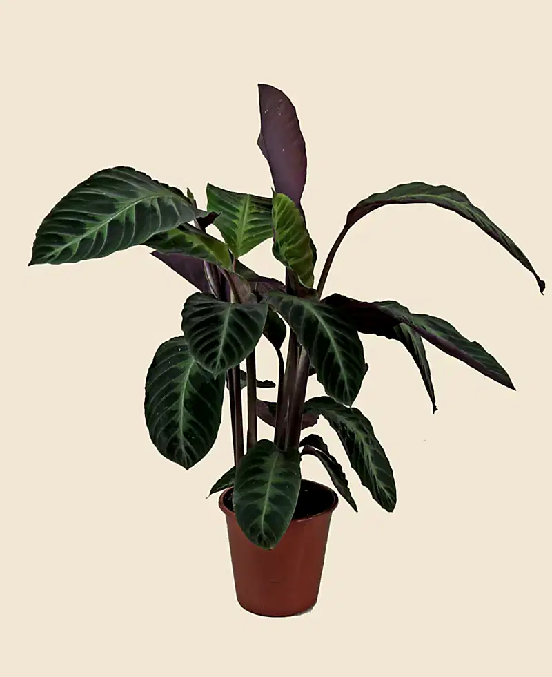 Calathea Jungle Velvet