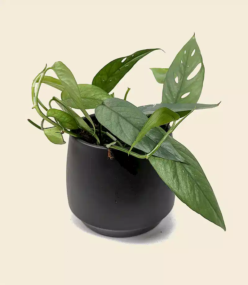 Epipremnum Pinnatum Cebu Blue