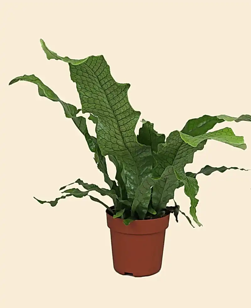 Crocodile Fern