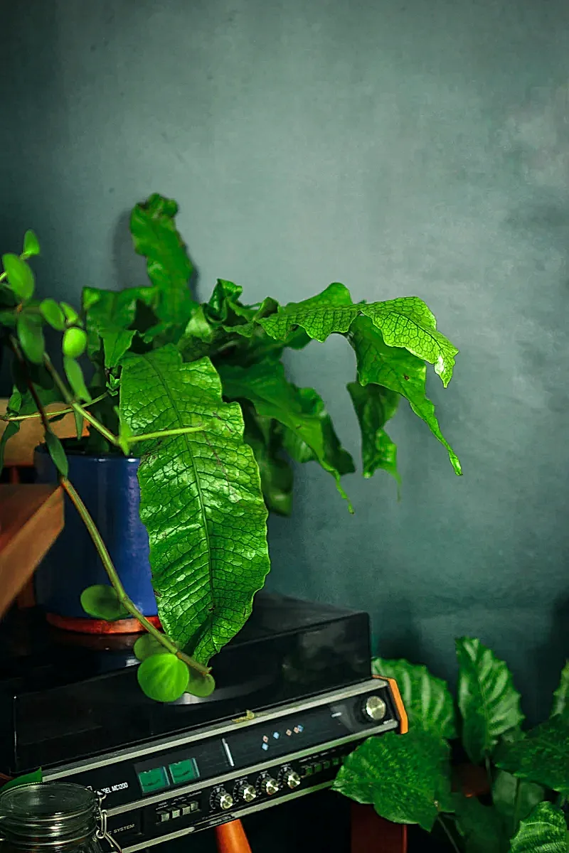 Crocodile Fern