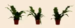 Crocodile Fern