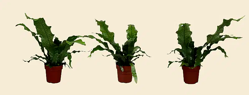 Crocodile Fern
