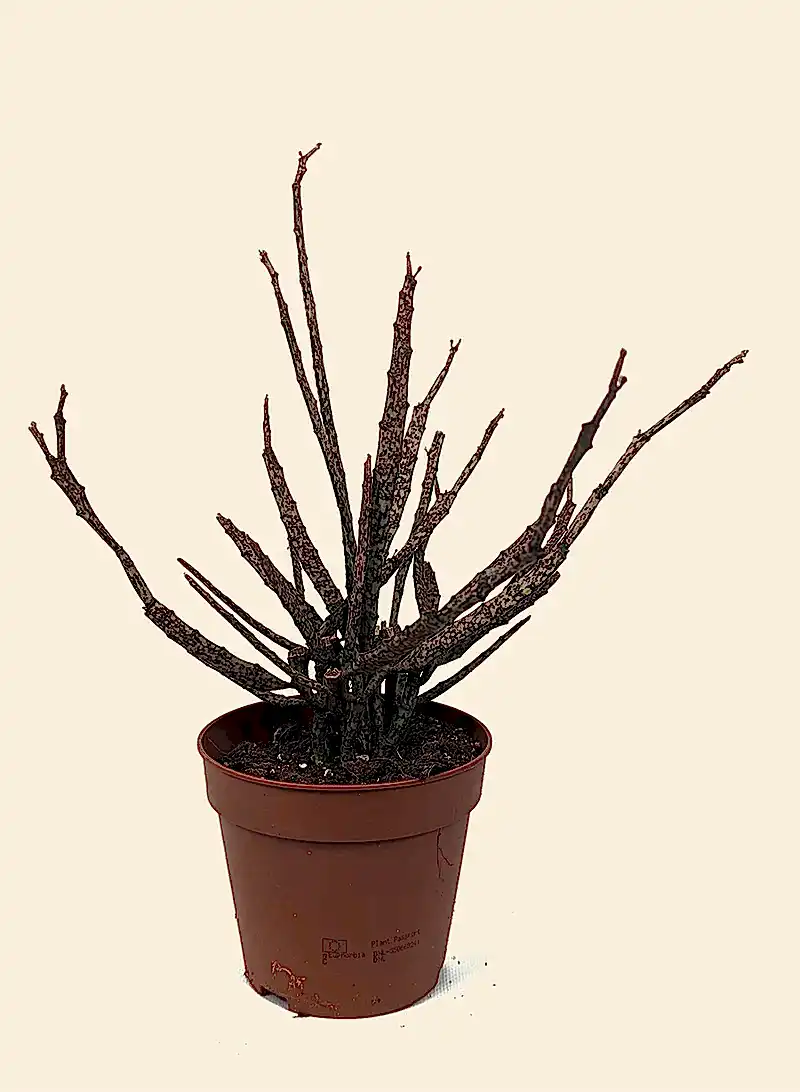 Dead Stick Plant