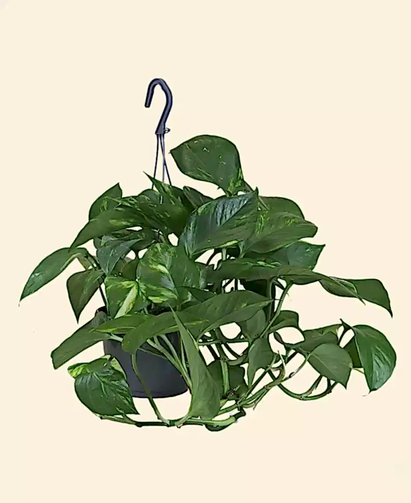 Devil's Ivy