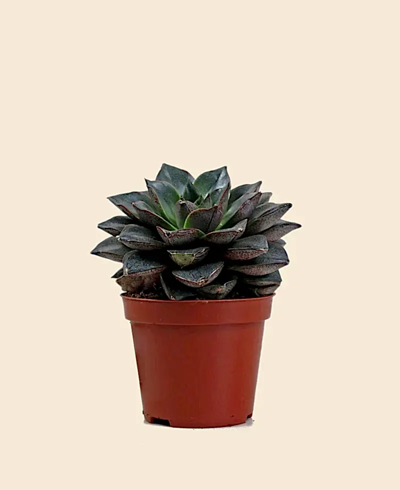 Echeveria