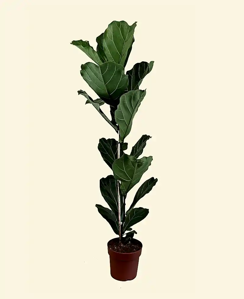 Fiddle Leaf Fig