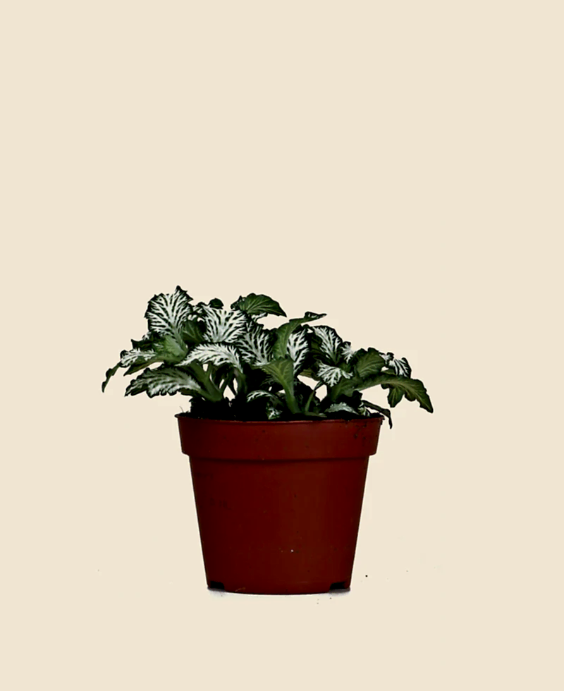 Nerve Plant