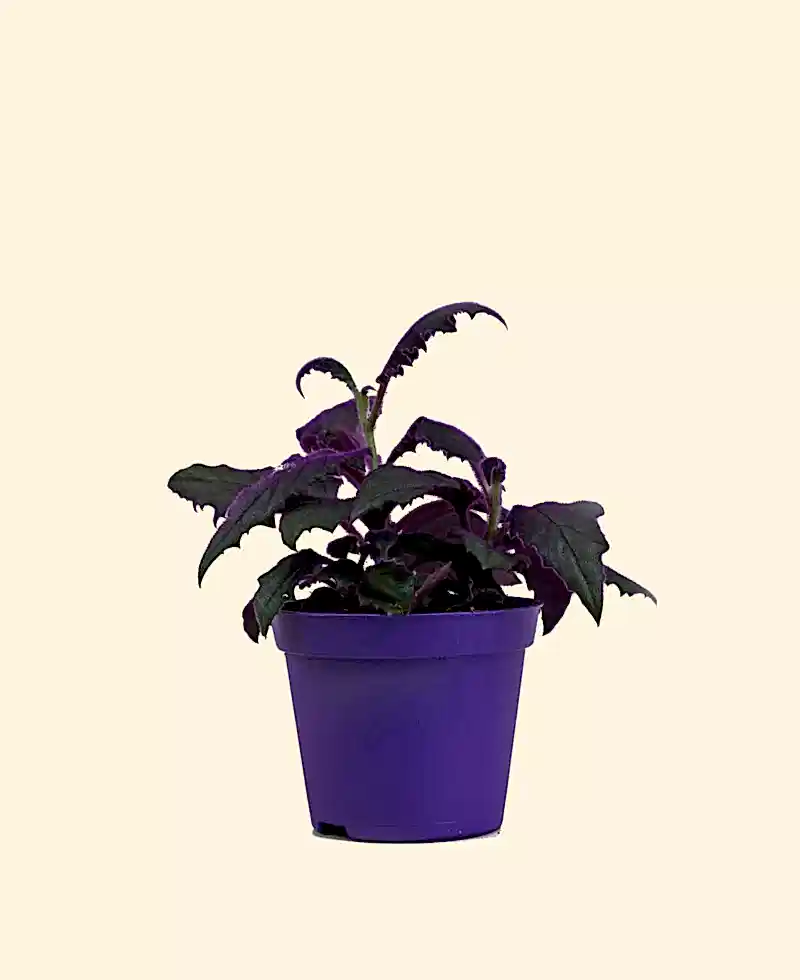 Purple Passion Gynura