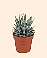Zebra Haworthia