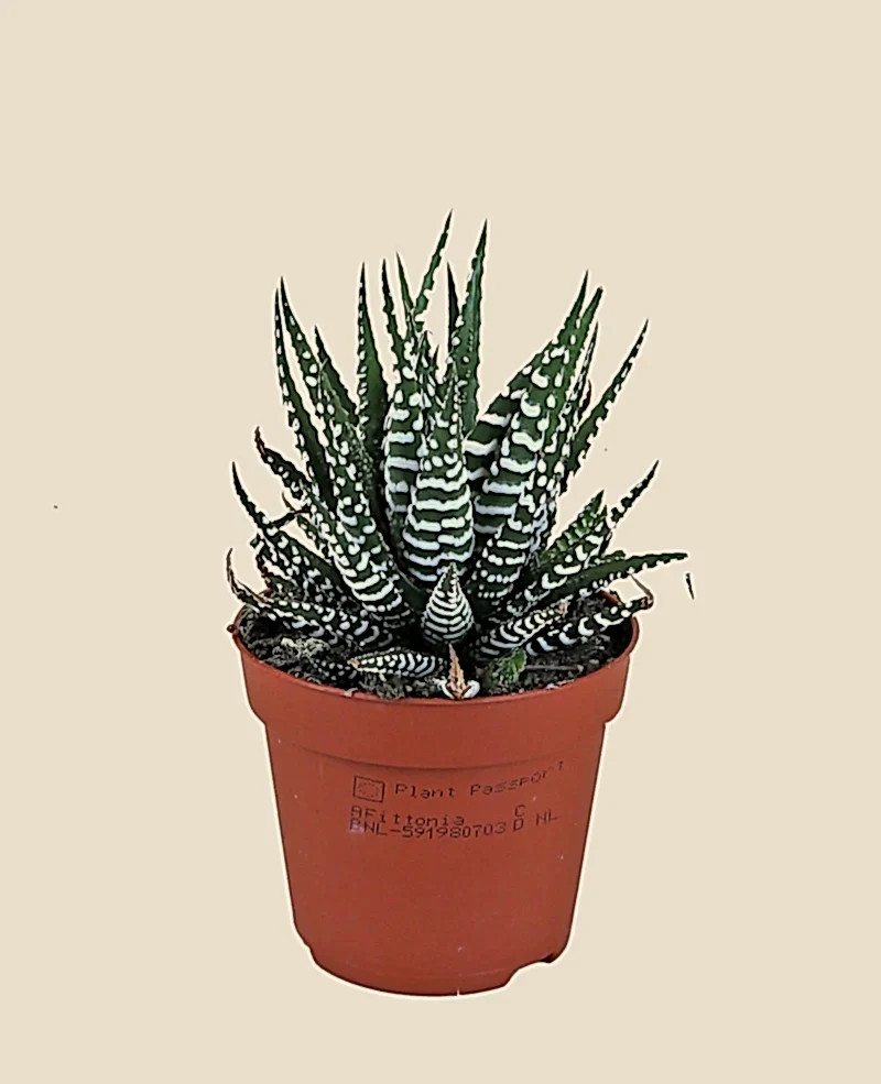 Zebra Haworthia