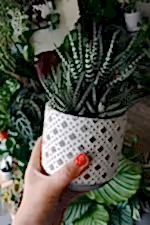 Zebra Haworthia