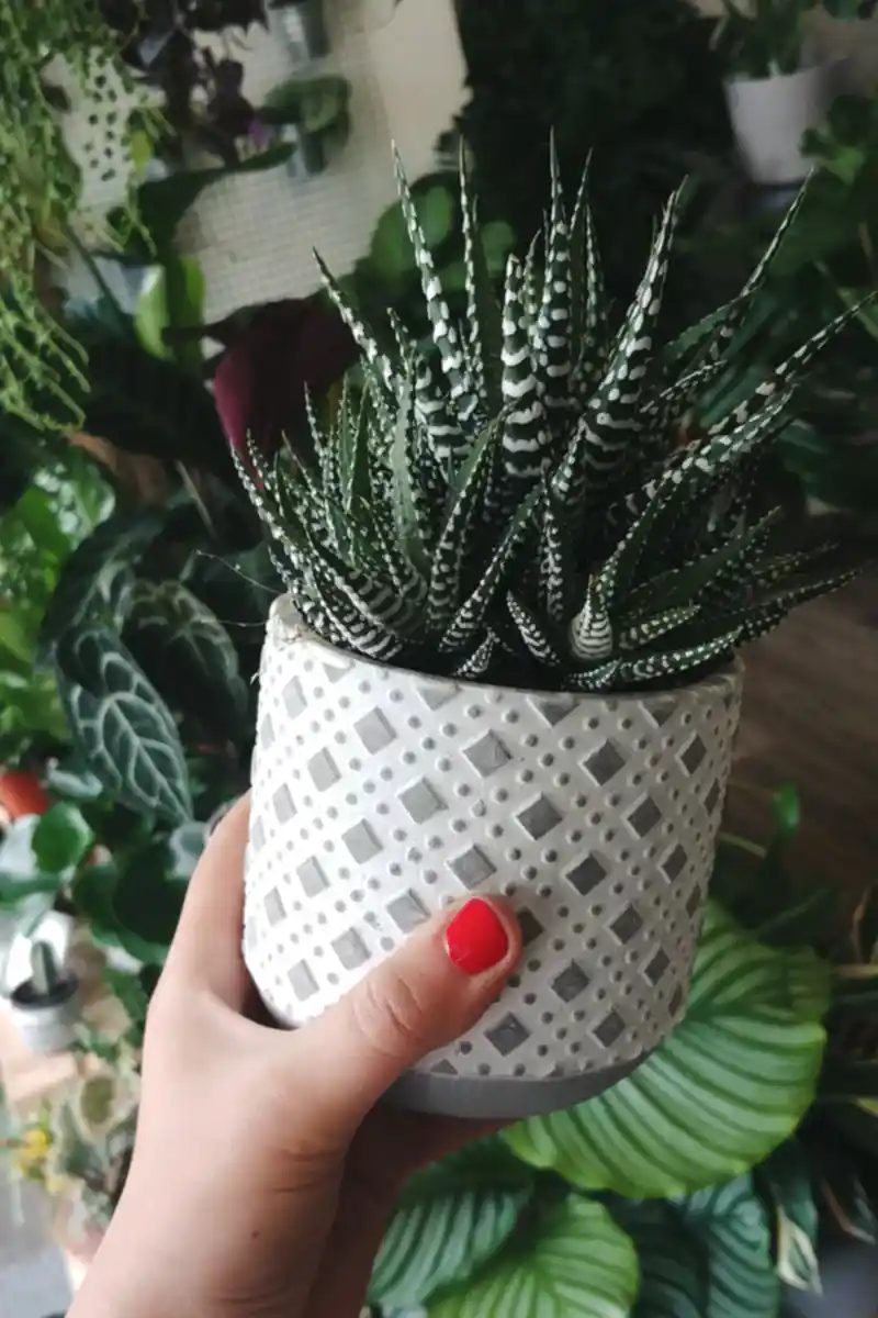 Zebra Haworthia