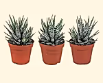 Zebra Haworthia