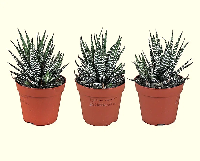 Zebra Haworthia