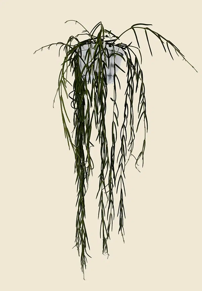 Hoya Linearis