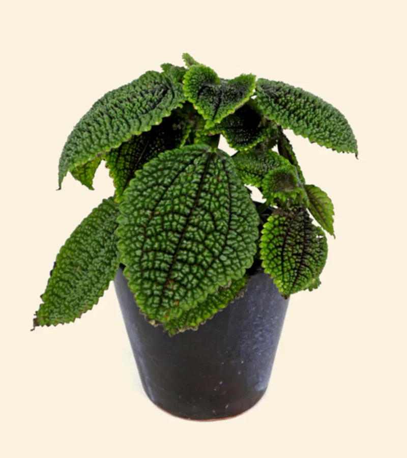 Pilea Molis 'Moon Valley'