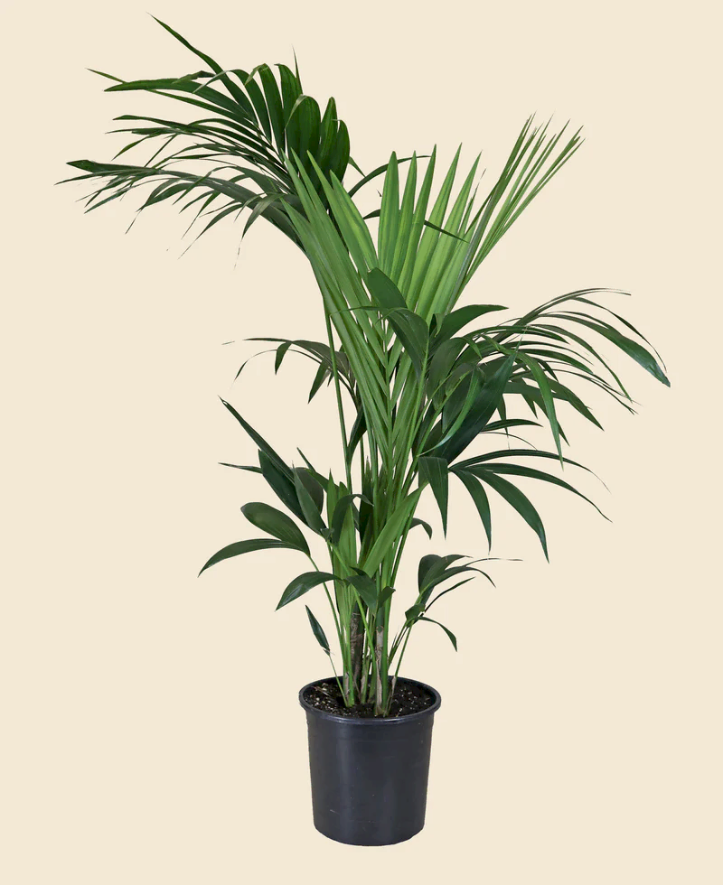 Kentia Palm