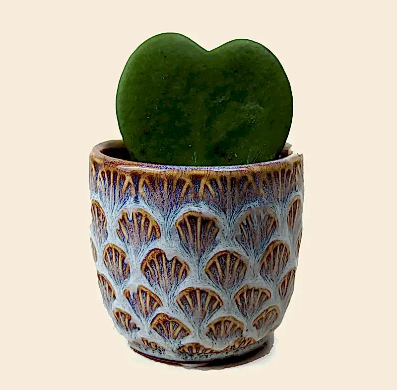 Hoya Kerri