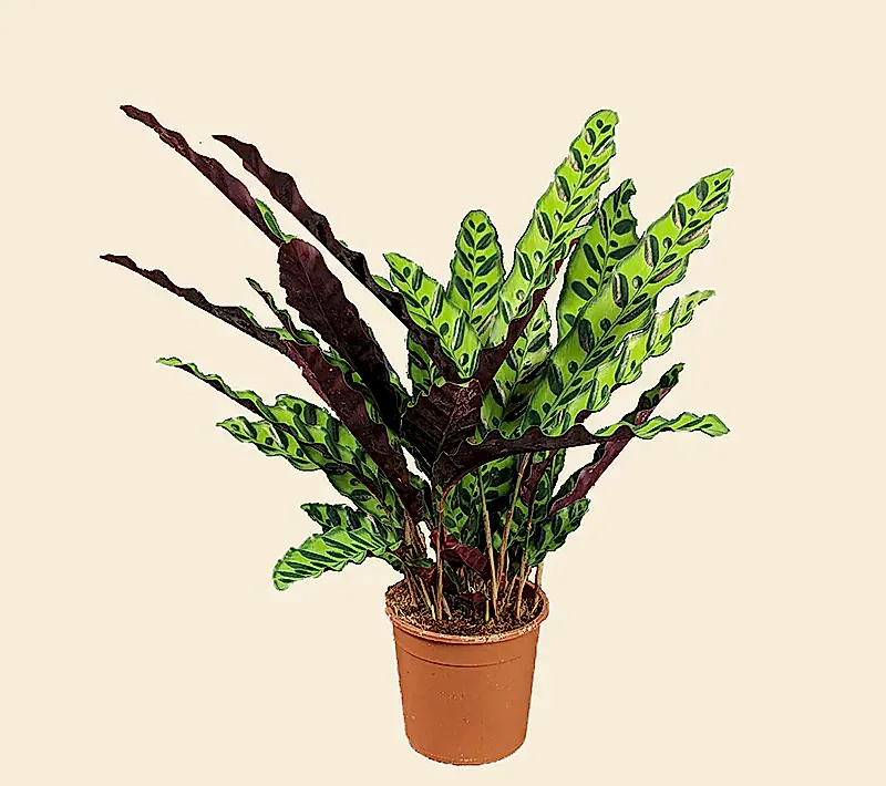 Calathea 'Lancifolia'