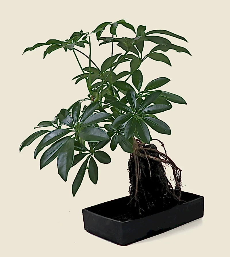 Schefflera Plant on Lava Rock